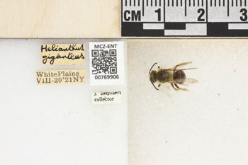 Media type: image;   Entomology 769906 Aspect: Labels